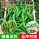 正宗湖南樟树港辣椒苗秧带土球春秋四季 阳台盆栽种子香脆辣椒高产