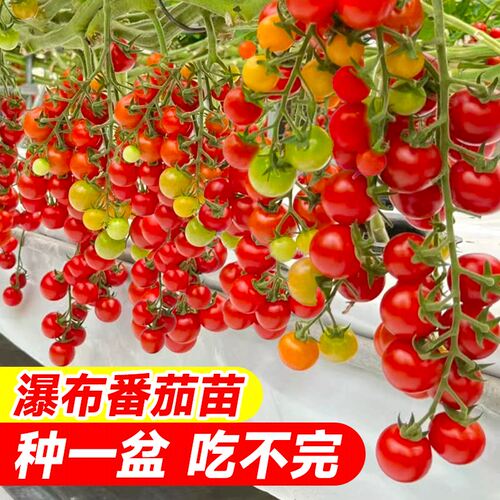 多彩圣女果樱桃番茄苗阳台易种