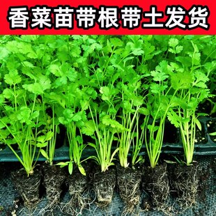 四季香菜根苗盆栽种植大叶香菜苗带根秧老品种芫荽苗秧苗香菜籽种