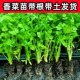 四季 香菜根苗盆栽种植大叶香菜苗带根秧老品种芫荽苗秧苗香菜籽种