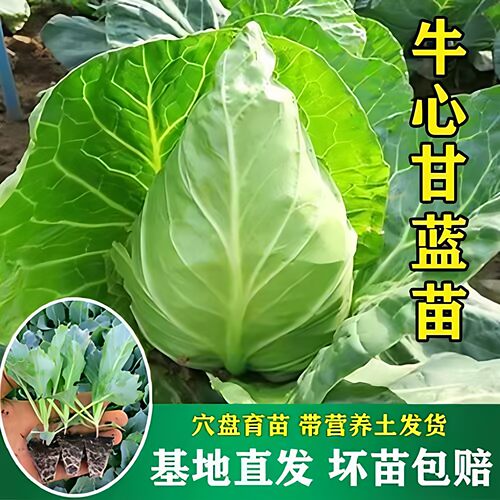 牛心甘蓝苗秧秋冬耐寒蔬菜苗阳台庭院盆栽菜秧尖头包菜苗绿甘蓝苗