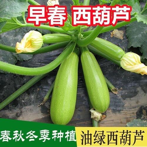 早春西葫芦种苗四季蔬菜种苗高产耐寒阳台盆栽家庭园艺种植