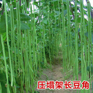 特长豇豆种子苗老品种摘不败绿条特长豆角四季豆芸豆苗春季蔬菜籽