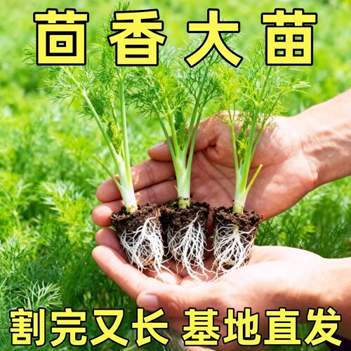 新鲜茴香苗带根秧苗根苗老品种茴香种子盆栽四季通用球茎种蔬菜苗