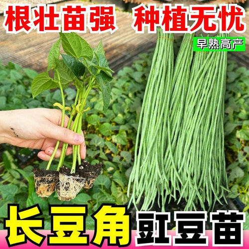 摘不败长高产豆角苗春夏四季豆秧苗蔬菜苗豇豆秧苗扁庭院产量高