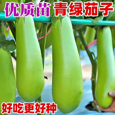 青茄子苗四季茄子苗紫长茄秧苗阳台盆栽杭茄白茄线茄种籽嫁接带土