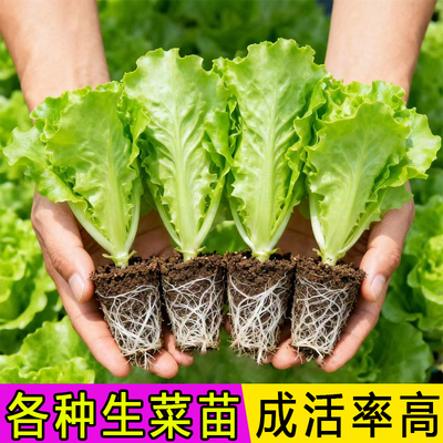 各种生菜苗盆栽种苗带土球