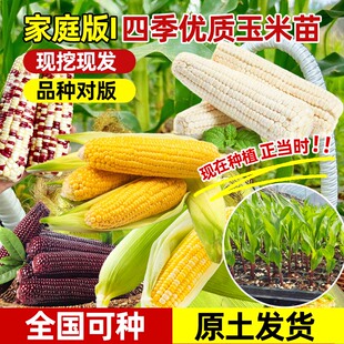 香甜水果玉米苗黄糯玉米苗彩玉米黑白玉米高产超甜盆栽秧苗种子籽