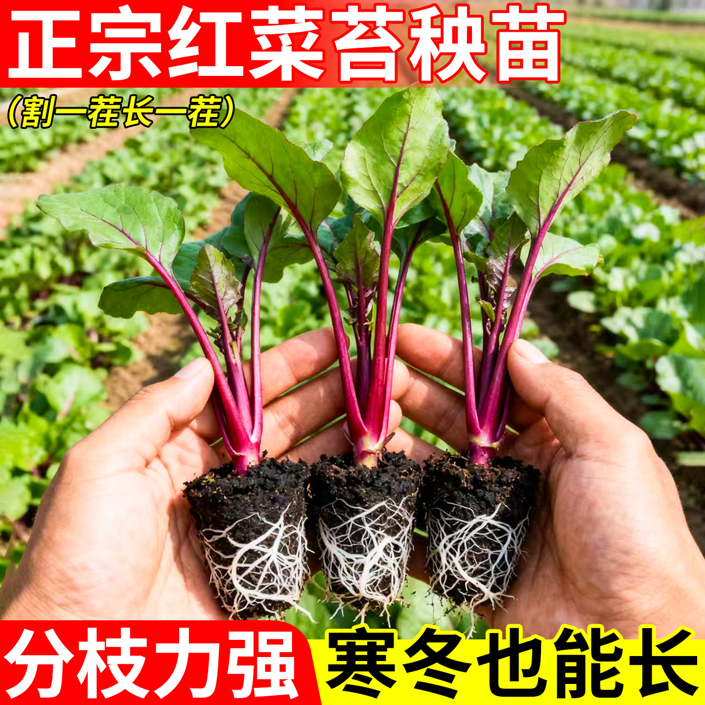红菜苔秧苗种苗分枝力强四季种植新手小白当年结果南北方,鲜花速递/花卉仿真/绿植园艺,种苗/半成品盆栽,淘宝优惠券,粉丝福利购,淘宝优惠卷