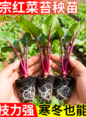 红菜苔秧苗种苗分枝力强四季种植新手小白当年结果南北方