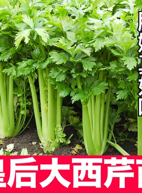 山东皇后西芹苗秧芹带土球实心黄红小香芹根芹菜种子四季盆栽高产