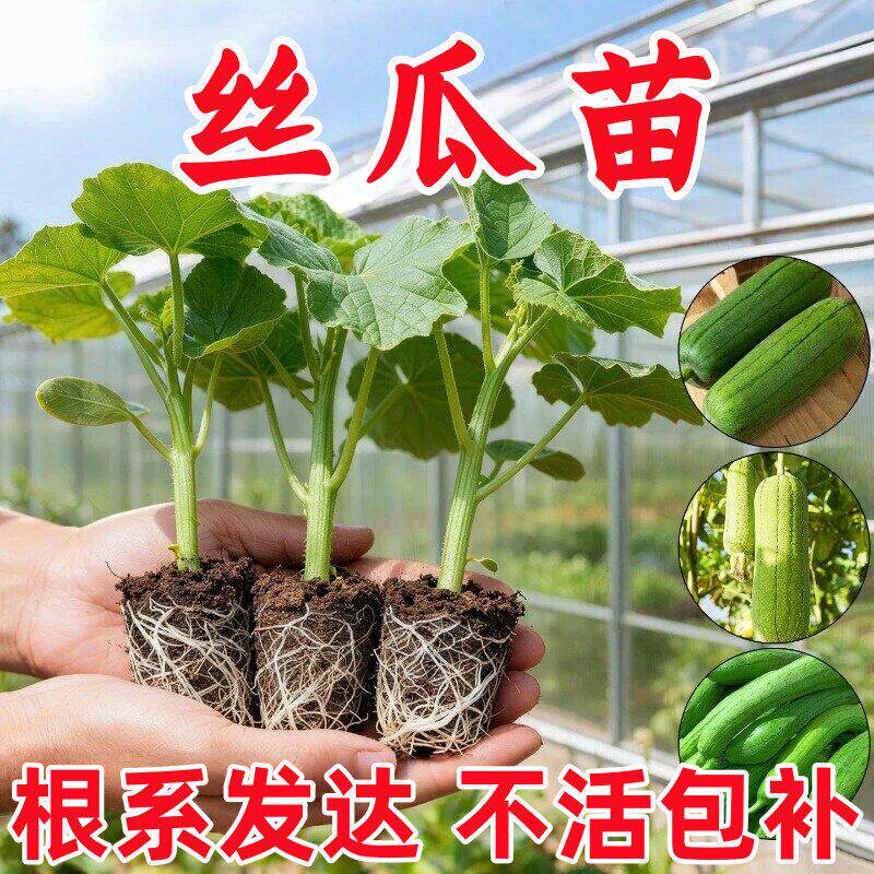 丝瓜苗早熟丝瓜秧苗蔬菜苗耐热高产各种菜苗瓜苗南方种植大全带土