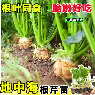 山东寿光正宗地中海根芹苗秧高产盆栽阳台蔬菜西芹小香芹种子耐寒
