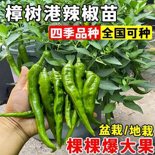 樟树港辣椒苗秧苗红长线椒苗二荆条幼苗春秋四季阳台盆栽蔬菜苗子