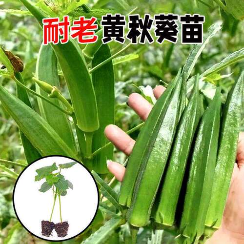 高产耐老秋葵苗秧苗红秋葵苗鲜嫩爽口水果黄秋葵苗四季种植蔬菜苗