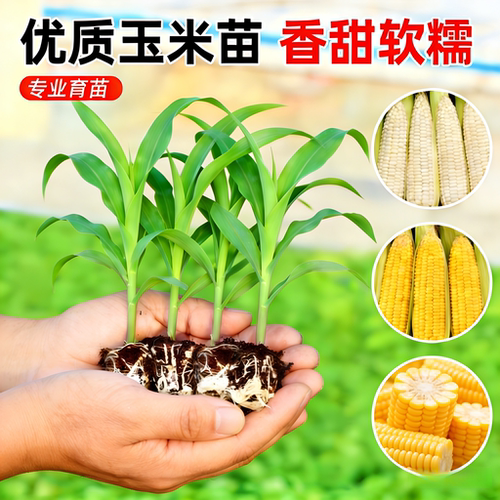 香甜水果玉米苗黄糯玉米苗