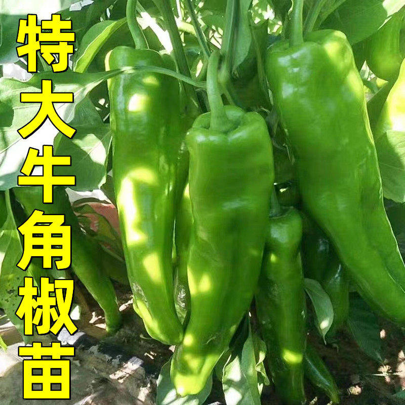 特大牛角椒苗牛角椒苗辣椒苗辣椒苗秧苗四季秋季辣椒苗辣椒苗