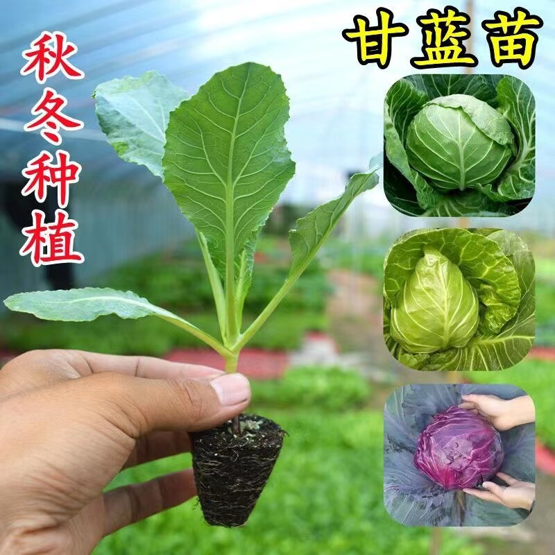 甘蓝苗秧苗秋冬种植盆栽蔬菜苗带土球阳台菜园绿植花卉种苗,鲜花速递/花卉仿真/绿植园艺,种苗/半成品盆栽,淘宝优惠券,粉丝福利购,淘宝优惠卷