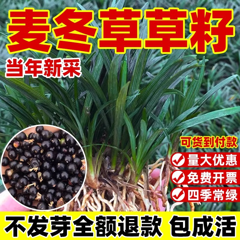 麦冬草草籽日本玉龙草种子四季青矮生细叶宽叶金边绿化庭院种籽孑图片