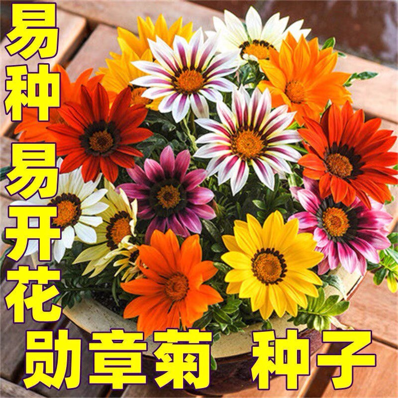 勋章菊花种子四季开花种子非洲太阳花菊花种籽阳台盆栽花种籽易活图片