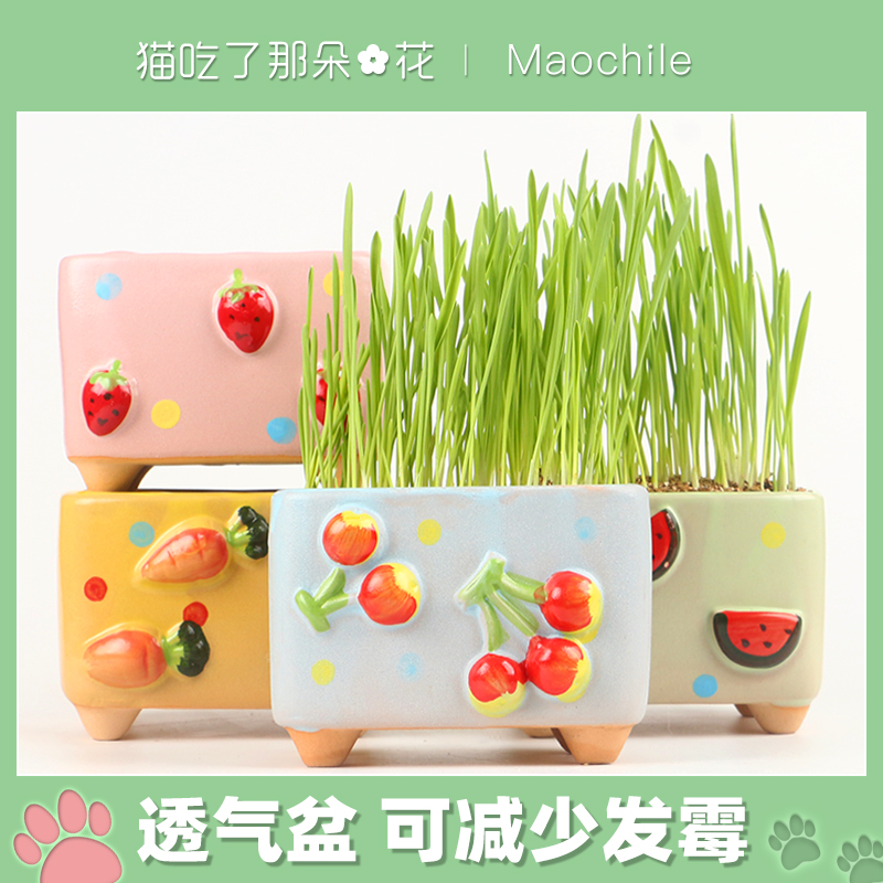 盆栽土培小麦种子懒人猫咪零食