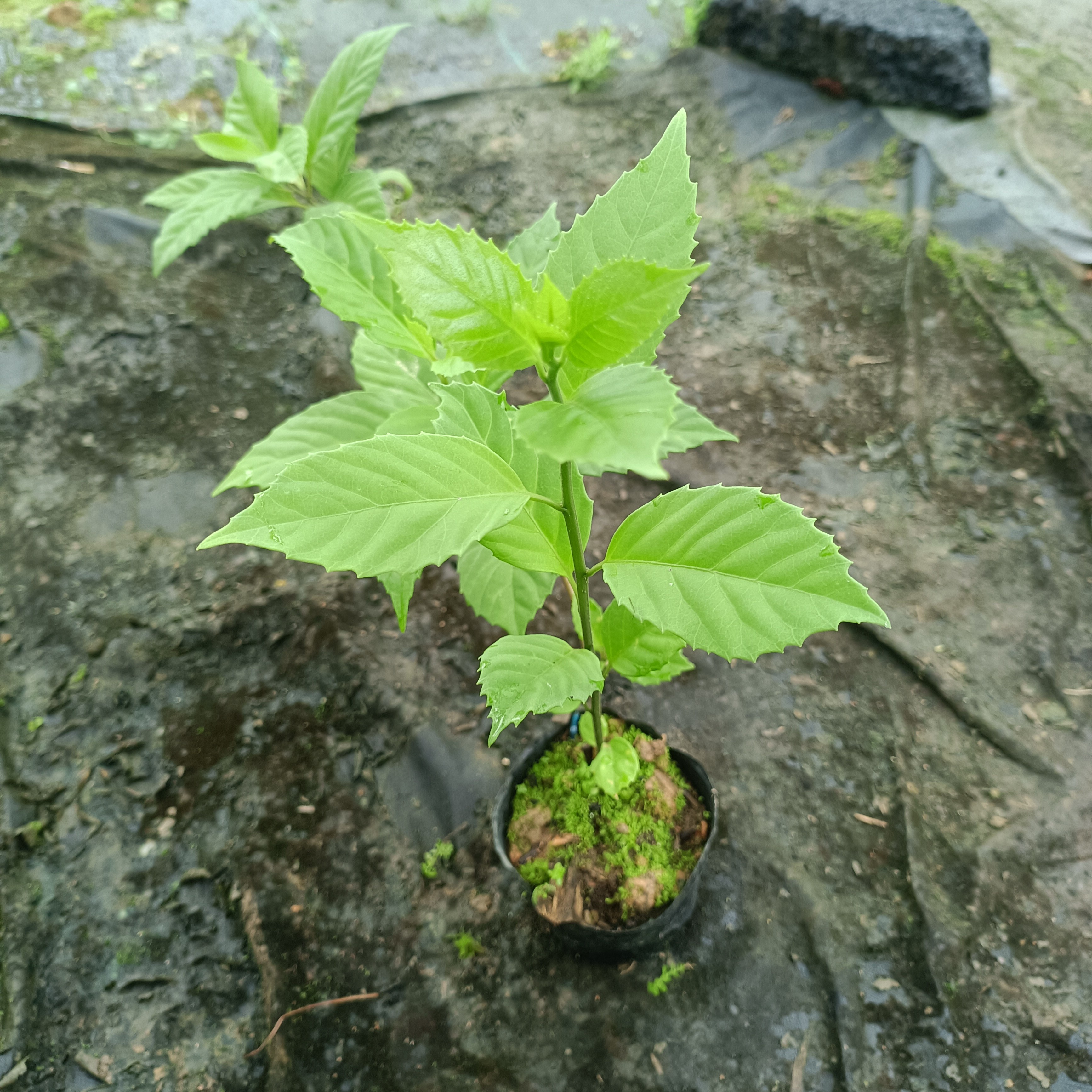 野生鲫鱼胆盆栽 中草药材空心花桌面绿植