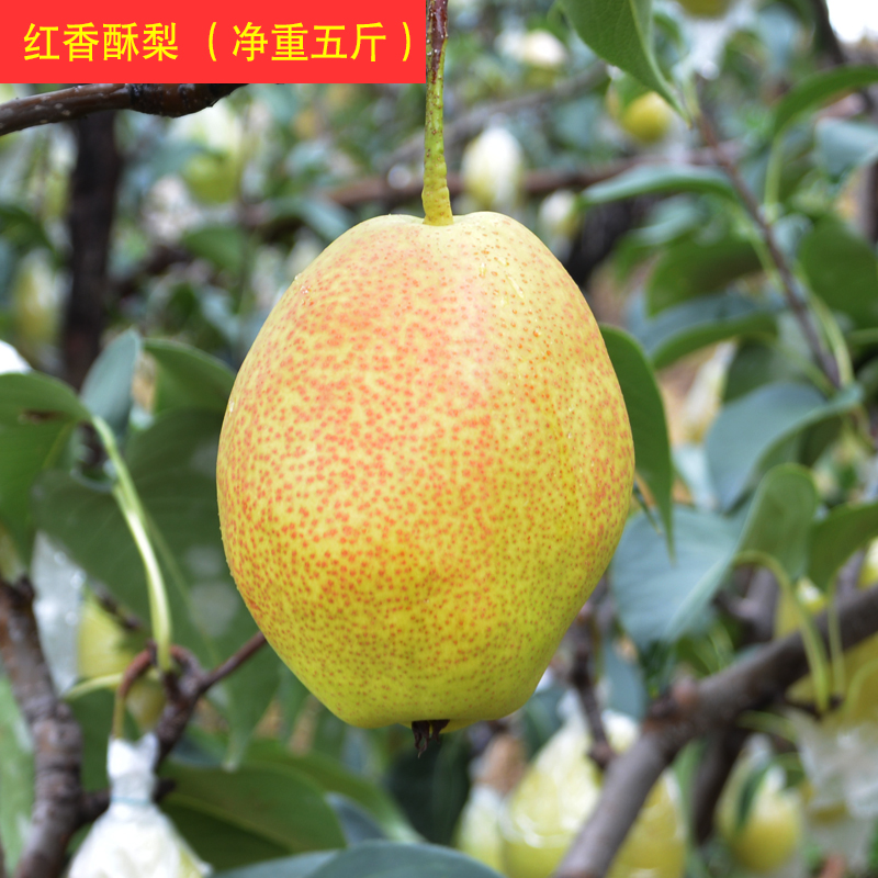 红香酥梨酥脆香甜皮薄无渣