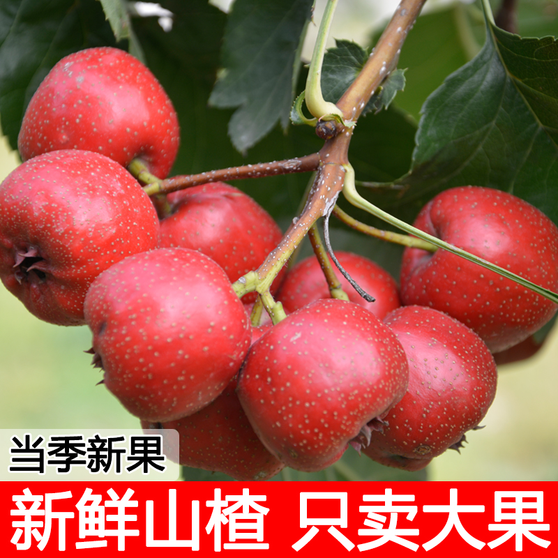 蓟县鲜山楂果新鲜山楂果大特级甜红子水果山里红大金星2025鲜山楂