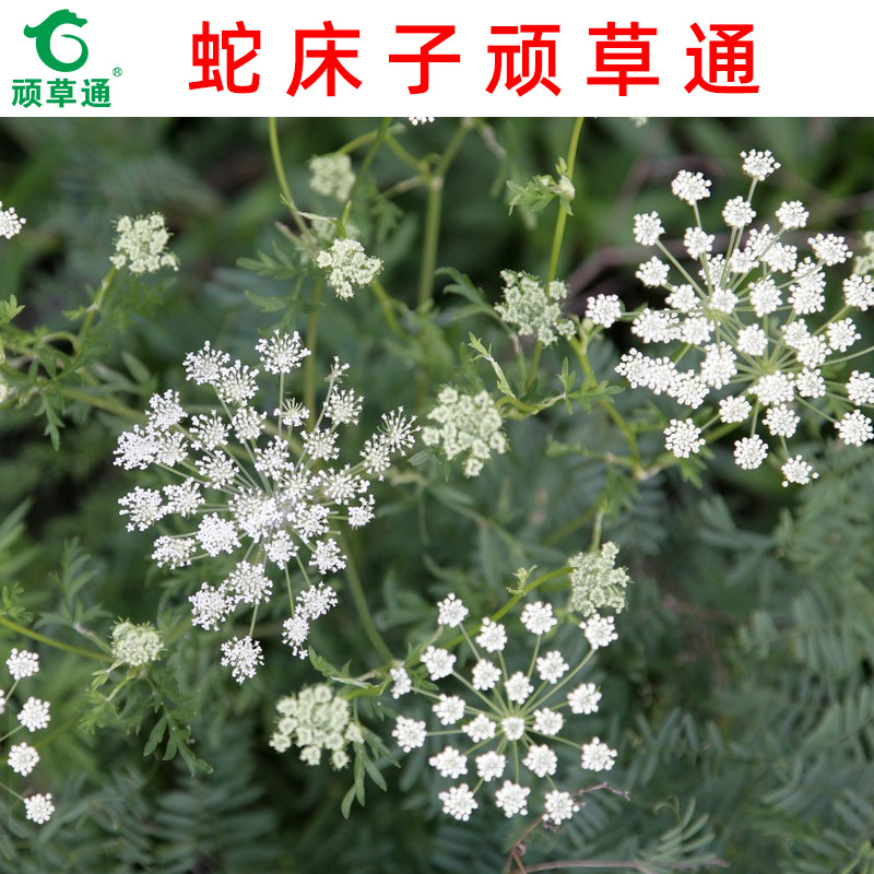 蛇床子顽草通选择性除大部分尖叶草圆叶草 杂草2至5叶期使用 包邮