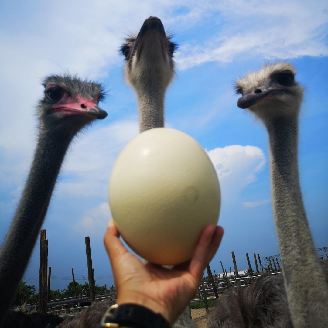 包邮鸵鸟种蛋受精蛋可孵化鸵鸟幼崽新鲜非食用大号蛋幼苗基地直发