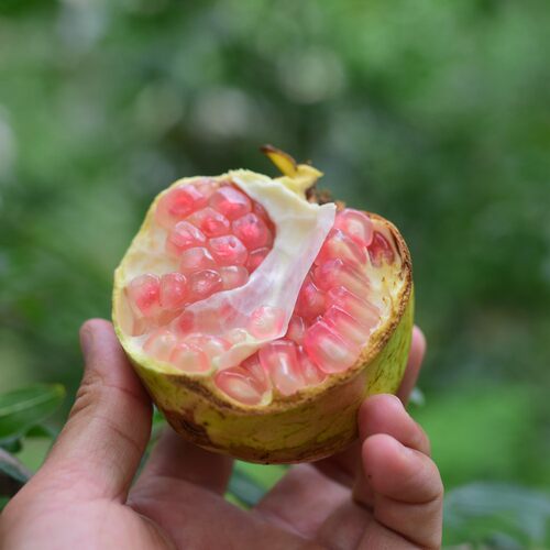 云南蒙自甜石榴薄皮颗粒果汁丰富老树老品质包邮【品质好货】