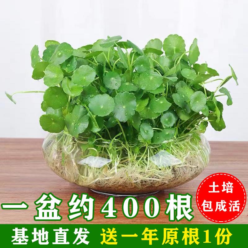 大叶铜钱草水培植物绿植室内桌面