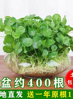 大叶铜钱草水培植物绿植室内桌面