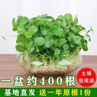 办公室内盆栽水培植物四季铜钱草种子金钱草好养盆栽水养小绿植花