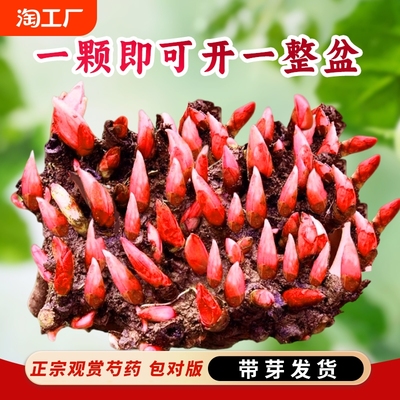 重瓣芍药花苗种根块四季开花