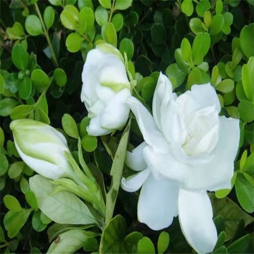 大花重瓣栀子种子阳台牡丹栀子花种子种苗茉莉花苗盆栽花卉花籽,鲜花速递/花卉仿真/绿植园艺,种苗/半成品盆栽,淘宝优惠券,粉丝福利购,淘宝优惠卷