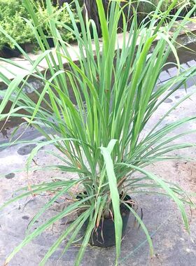 香茅草种子四季种室外庭院
