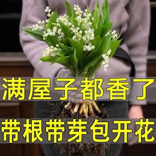 铃兰花苗带芽带根盆栽植物种球进口耐寒室内外花卉绿植四季带花苞