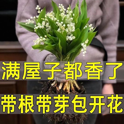 开花机器四季开耐寒超长花期绿植