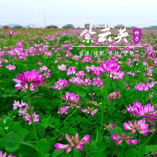 紫云英种子绿肥种籽红花草籽种牧草果园草种养蜂蜜源植物食用牧草