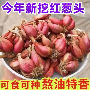 正宗红葱头种植苗小香葱苗头火葱头红葱种葱头苗小葱种籽四季四川