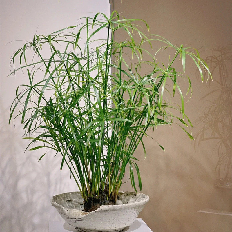 水培植物水竹旱伞草池塘鱼缸养龟庭院造景水生净化水质盆栽风车草,鲜花速递/花卉仿真/绿植园艺,水生植物,淘宝优惠券,粉丝福利购,淘宝优惠卷