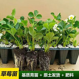 红颜草莓苗四季盆栽地栽奶油天仙醉可食用南北方种植穴盘秧苗