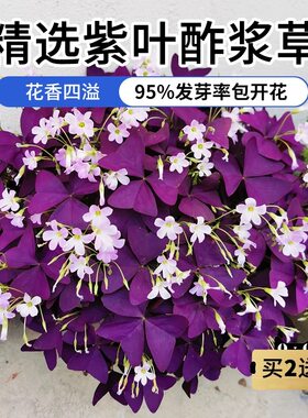 紫叶酢浆草种根红花草幸运草