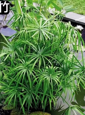 水竹盆栽风车草水生水培植物养龟水棕竹净水池塘造景鱼缸旱伞草苗