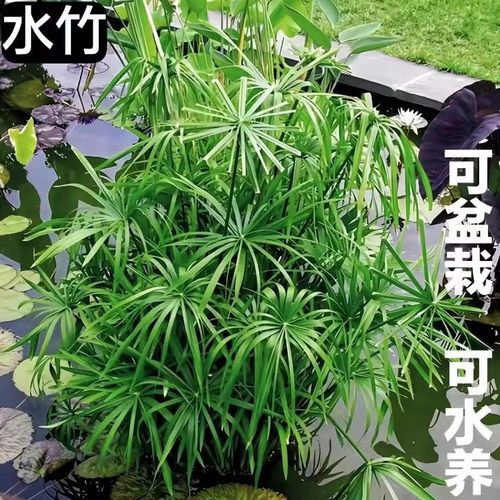 水竹盆栽风车草水生水培植物