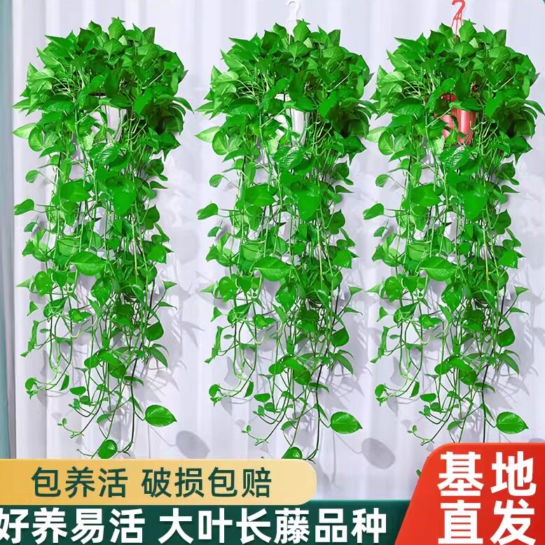 绿萝吊兰水培盆栽室内除甲醛长藤绿箩垂吊植物新房去甲醇净化空气
