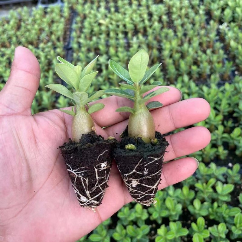 沙漠玫瑰花小苗盆栽四季花开庭院室内外阳台好养花卉绿植沙漠玫瑰