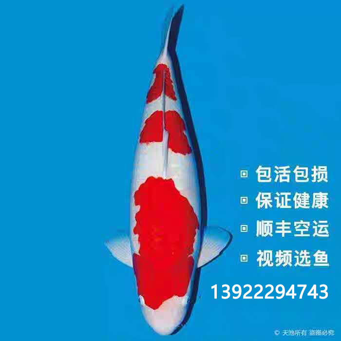 锦鲤鱼苗正宗日本红白大正丹顶纯种耐活观赏鱼淡水冷水鱼包活体