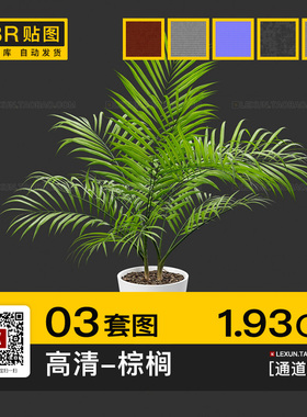 棕榈树唐棕盆栽绿色植物高清纹理pbr法线通道3d材质su贴图c4d素材